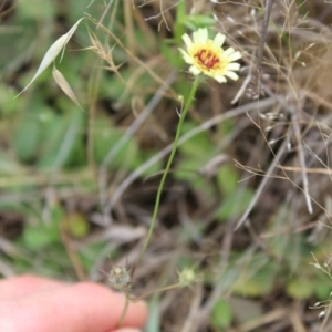 Tolpis barbata at Lawson, ACT - 7 Dec 2023