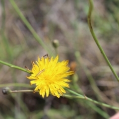 Conocephalus semivittatus (Meadow katydid) at Lawson Grasslands (LWG) - 6 Dec 2023 by maura