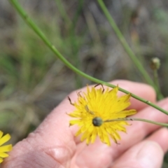 Conocephalus semivittatus at Lawson Grasslands (LWG) - 7 Dec 2023 10:40 AM