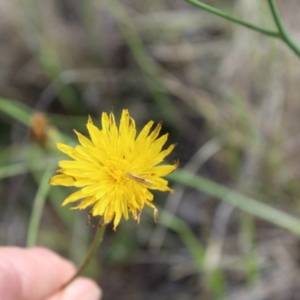 Conocephalus semivittatus at Lawson Grasslands (LWG) - 7 Dec 2023 10:40 AM