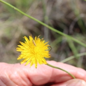 Conocephalus semivittatus at Lawson Grasslands (LWG) - 7 Dec 2023 10:40 AM