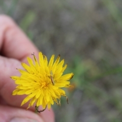 Conocephalus semivittatus at Lawson Grasslands (LWG) - 7 Dec 2023 10:40 AM