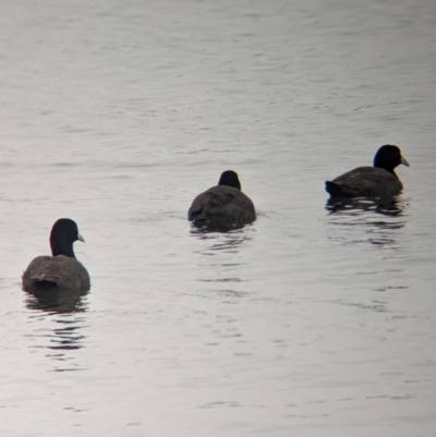 Fulica atra (Eurasian Coot) at Ballarat Central, VIC - 9 Dec 2023 by Darcy