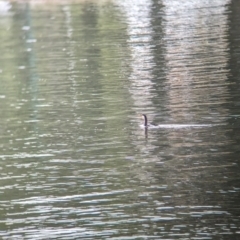 Microcarbo melanoleucos (Little Pied Cormorant) at Ballarat Central, VIC - 9 Dec 2023 by Darcy