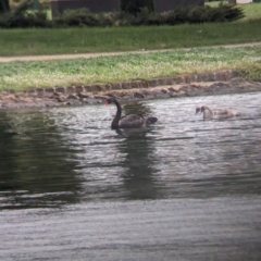 Cygnus atratus (Black Swan) at Ballarat Central, VIC - 9 Dec 2023 by Darcy