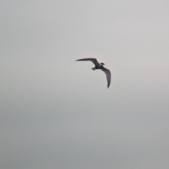 Chlidonias hybrida (Whiskered Tern) at Ballarat Central, VIC - 10 Dec 2023 by Darcy