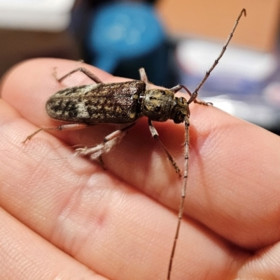 Phacodes obscurus (Longhorn Beetle) at QPRC LGA - 11 Dec 2023 by Csteele4