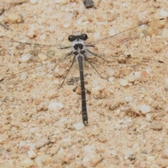 Argiolestidae (family) (Flatwings) at Cotter River, ACT - 11 Dec 2023 by JohnBundock