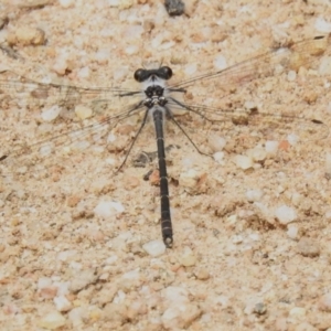 Argiolestidae (family) at Namadgi National Park - 11 Dec 2023 12:29 PM