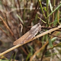 Goniaea australasiae (Gumleaf grasshopper) at QPRC LGA - 11 Dec 2023 by Csteele4