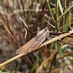 Goniaea australasiae at QPRC LGA - 11 Dec 2023