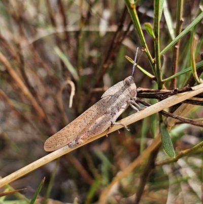 Goniaea australasiae (Gumleaf grasshopper) at QPRC LGA - 11 Dec 2023 by Csteele4