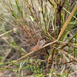 Goniaea australasiae at QPRC LGA - 11 Dec 2023