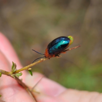 Lamprolina (genus) (Pittosporum leaf beetle) at QPRC LGA - 11 Dec 2023 by Csteele4