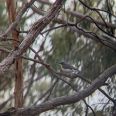 Myiagra rubecula (Leaden Flycatcher) at Heathcote, VIC - 11 Dec 2023 by Darcy