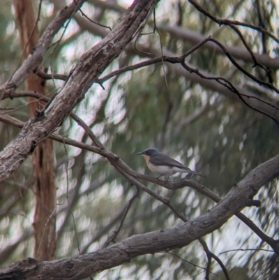 Myiagra rubecula (Leaden Flycatcher) at Heathcote, VIC - 11 Dec 2023 by Darcy