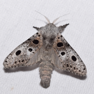 Sympycnodes dunnorum (A Wood moth (Zeuzerinae)) at QPRC LGA - 11 Dec 2023 by DianneClarke