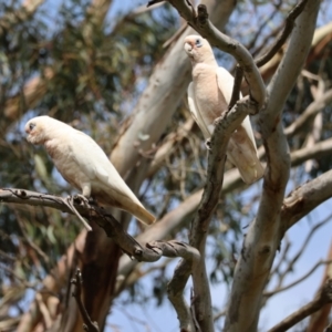 Cacatua sanguinea at QPRC LGA - 11 Dec 2023