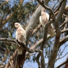 Cacatua sanguinea at QPRC LGA - suppressed