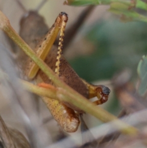 Goniaea opomaloides at QPRC LGA - 11 Dec 2023