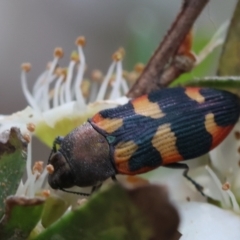 Castiarina sexplagiata (Jewel beetle) at Mongarlowe, NSW - 11 Dec 2023 by LisaH