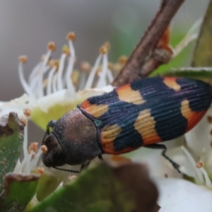 Castiarina sexplagiata at QPRC LGA - suppressed