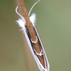 Tipanaea patulella (A Crambid moth) at Mongarlowe River - 11 Dec 2023 by LisaH