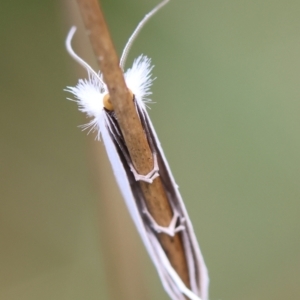 Tipanaea patulella at QPRC LGA - suppressed