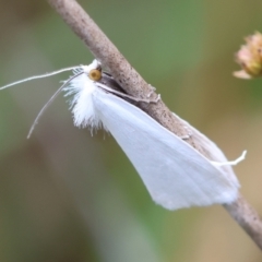 Tipanaea patulella at QPRC LGA - suppressed