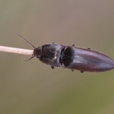 Monocrepidus sp. (genus) (Click beetle) at Mongarlowe River - 11 Dec 2023 by LisaH