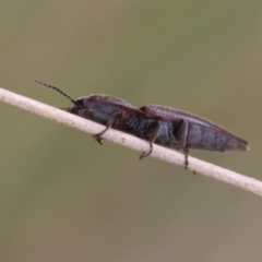 Monocrepidius (genus) at QPRC LGA - suppressed