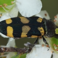 Castiarina inconspicua (A jewel beetle) at Mongarlowe, NSW - 11 Dec 2023 by LisaH