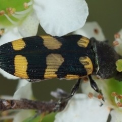 Castiarina inconspicua (A jewel beetle) at Mongarlowe River - 11 Dec 2023 by LisaH