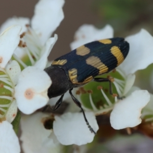 Castiarina inconspicua at QPRC LGA - suppressed