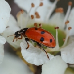 Hippodamia variegata (Spotted Amber Ladybird) at Mongarlowe, NSW - 11 Dec 2023 by LisaH
