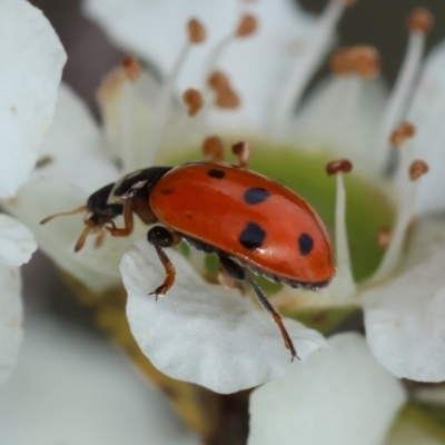 Hippodamia variegata (Spotted Amber Ladybird) at QPRC LGA - 11 Dec 2023 by LisaH