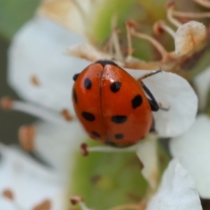 Hippodamia variegata at QPRC LGA - suppressed