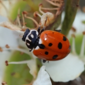 Hippodamia variegata at QPRC LGA - 11 Dec 2023