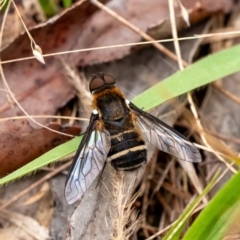 Villa sp. (genus) (Unidentified Villa bee fly) at Wingecarribee Local Government Area - 10 Dec 2023 by Aussiegall