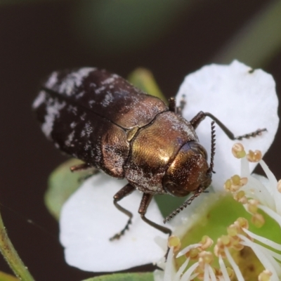 Diphucrania acuducta (Acuducta jewel beetle) at Mongarlowe River - 11 Dec 2023 by LisaH