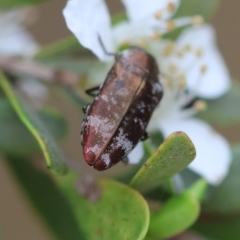 Diphucrania acuducta at QPRC LGA - 11 Dec 2023