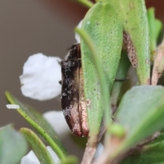 Diphucrania acuducta at QPRC LGA - 11 Dec 2023