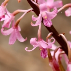 Dipodium roseum (Rosy Hyacinth Orchid) at QPRC LGA - 11 Dec 2023 by LisaH