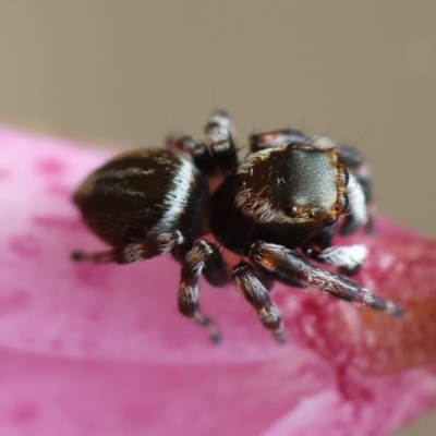 Maratus scutulatus (A jumping spider) at QPRC LGA - 11 Dec 2023 by LisaH