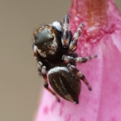 Maratus scutulatus at QPRC LGA - suppressed