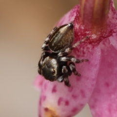 Maratus scutulatus at QPRC LGA - suppressed