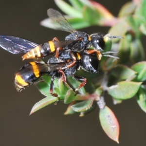 Williamsita sp. (genus) at Black Mountain - 8 Dec 2023