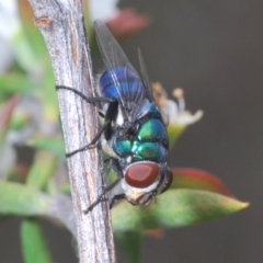 Rutilia (Chrysorutilia) formosa (A Bristle fly) at Canberra Central, ACT - 8 Dec 2023 by Harrisi