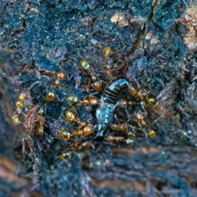 Unidentified Termite (superfamily Termitoidea) at Higgins, ACT - 6 Dec 2023 by Untidy