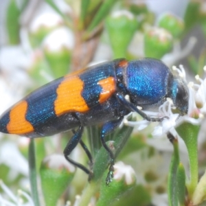 Castiarina klugii at Black Mountain - 8 Dec 2023